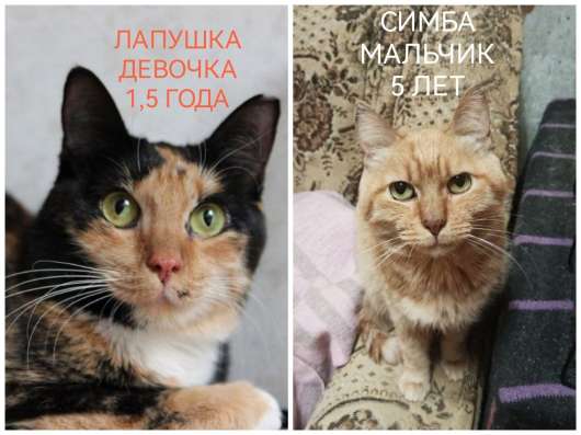 ПОЖАЛУЙСТА, НЕ ПРОХОДИТЕ МИМО!!! фото 10