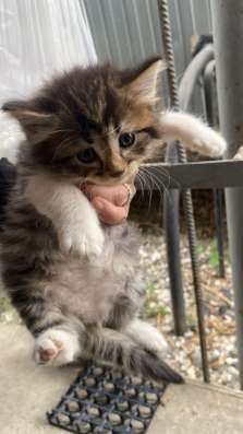 Котята в добрые руки в Грозном фото 4
