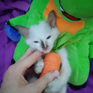 Котенок Сиам в Волгодонске фото 3
