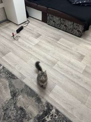 Отдам кошку в Магнитогорске