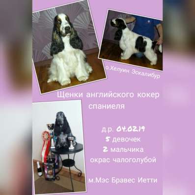 Щенки английского кокер спаниеля в Перми