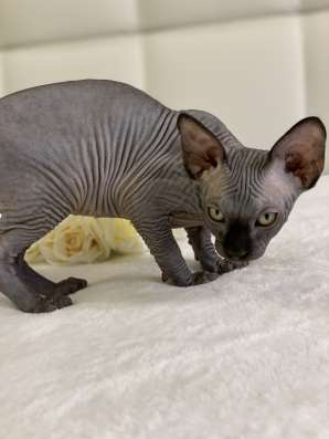 Sphynx Male Чёрный красавчик в Москве