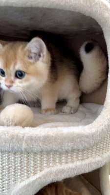 Золотая британская шиншилла фото 3