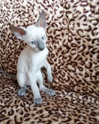 Котик Корниш рекс из питомника