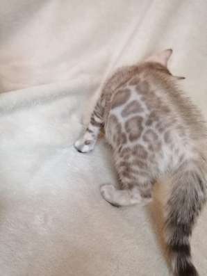 Snow Bengal cat фото 4