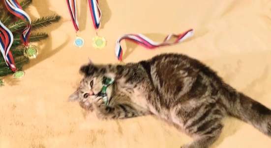 Шотландские котята в Москве фото 3