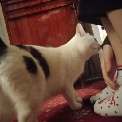 Передержка кошек