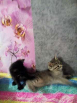 Отдам в добрые руки 2 котят