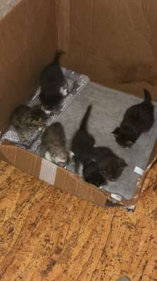 Отдам котят в Нижнем Новгороде фото 3
