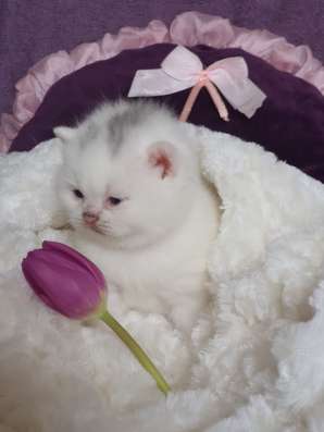 Британские котята, разного возраста, большой выбор фото 7