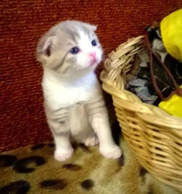 Продаю клубных котят в Волгограде
