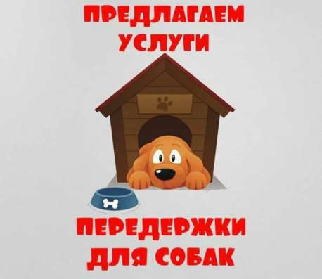 Передержка маленьких пород собачек