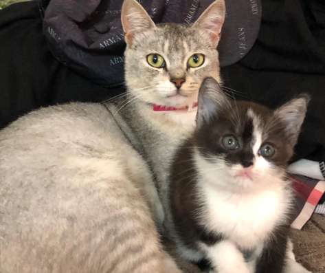 Кошки
