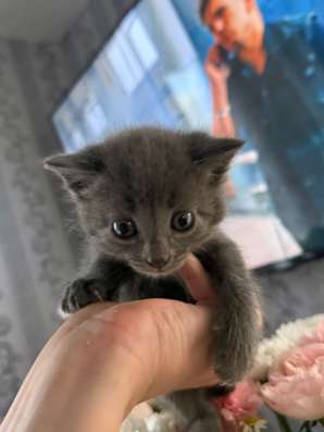 Отдам котят в добрые ручки в Омске фото 3