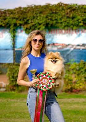 Pomeranian puppy