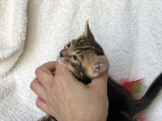 Мраморные Бенгальские котята фото 26