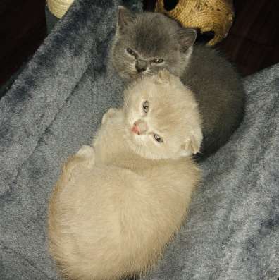 Котята британские вислоухие