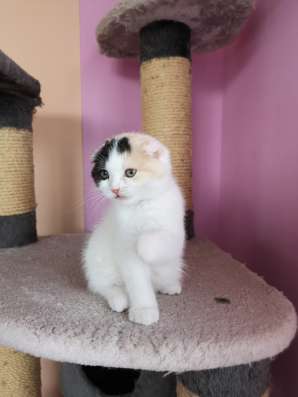 Кошка Пирсея от питомника фото 3