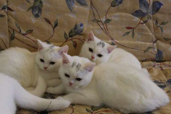 Котята и кошка