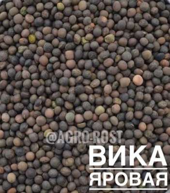 Вика яровая