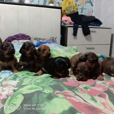 Продам таксят длиннашерстных в Серпухове фото 3