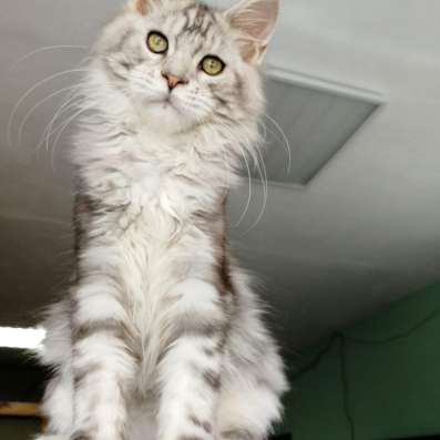 Maine coons kittens