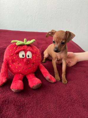 Zwergpinscher мини (до 2.5 кг) фото 8