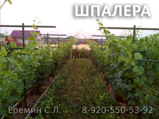 Зимняя обрезка плодовых деревьев в Белгороде фото 17