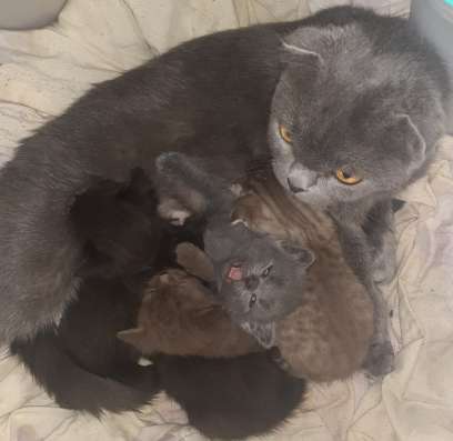 Шотландские котята