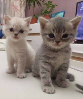 Котята шотландцы фото 10