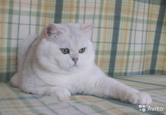 Британский кот на вязку