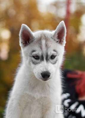 PUPPIES SIBERIAN HUSKY фото 6