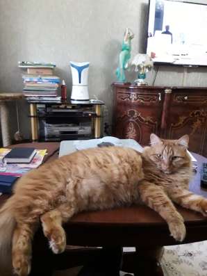 Отдам кота бесплатно