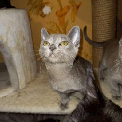 Европейская бурма котята в Брянске фото 5
