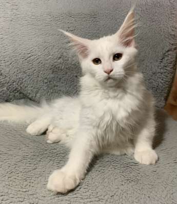 Котёнок мейн кун в Нижнем Новгороде