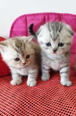 Scottish fold. male, Scottish strait female. Document фото 5