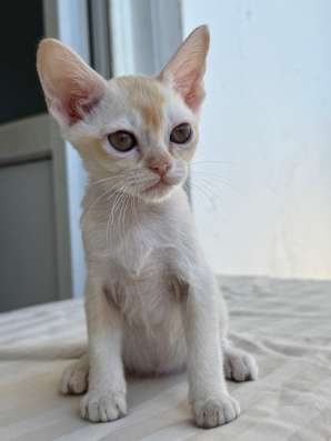 Бурманский котенок
