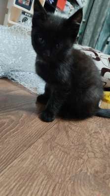 Отдам котят