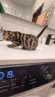 Котенок бенгальский(девочка)