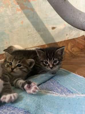 Котята