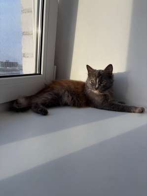 Котенок в Чебоксарах фото 3