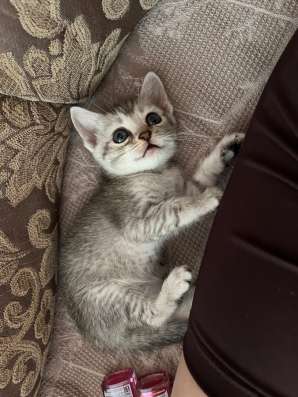 Котята от британской кошки