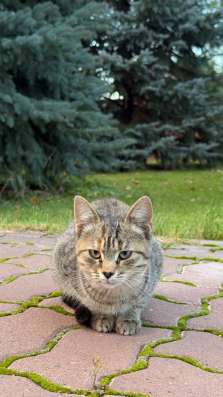 Котята в Казани