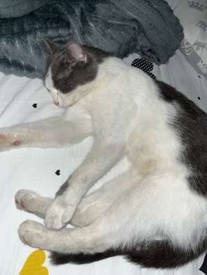 Кошка