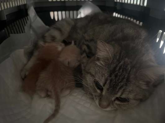 Кошка и котята в добрые руки