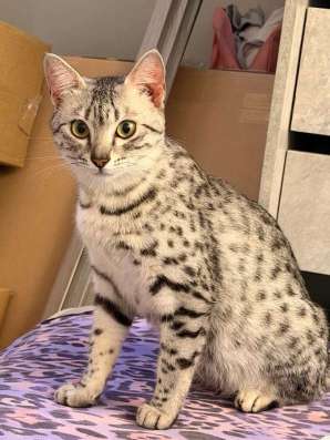 Египетская Мау котята в Уссурийске фото 31