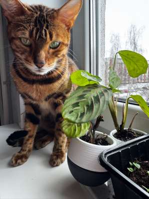 Бенгальская кошка в Липецке