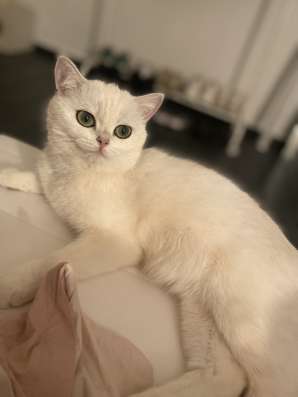 Продам кошечку, серебристая шиншилла фото 17