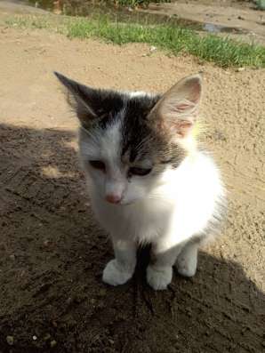 Отдадим КОТЯТ в добрые руки фото 5