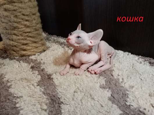 Котята донского сфинкса фото 5